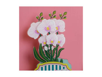ORCHIDEA PICCOLA BIANCA FUNNY   Alessandrelli Business Solutions