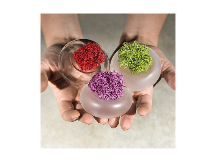 CININO VASETTO V/TRASP C/LICHENE 